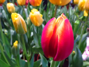 Close-up of red tulips