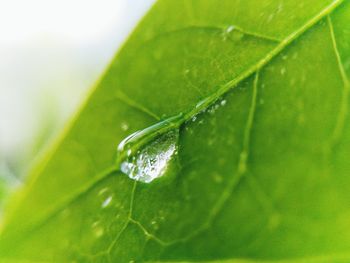 Close-up of raindrops on green leaves