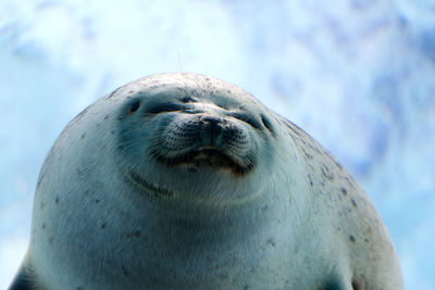 Close-up of ringed seal