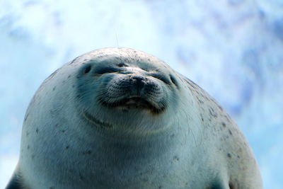 Close-up of sea lion