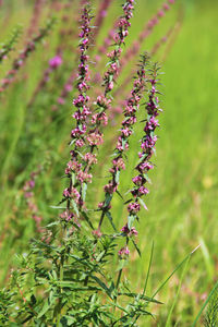 Close-up of purple flowering plant on field