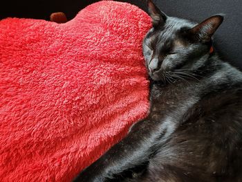 Close-up of cat sleeping