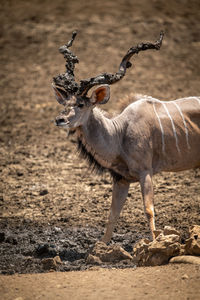 Close-up of male greater kudu at waterhole