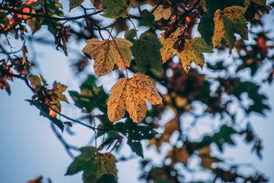 Close-up of autumnal leaves on tree