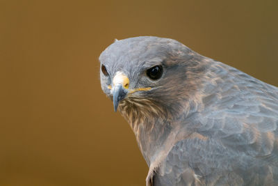 Close-up of eagle