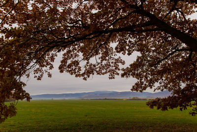 Trees on field against sky