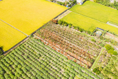 High angle view of corn field