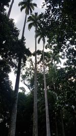 Low angle view of bamboo trees in forest against sky