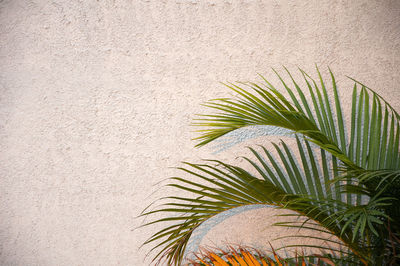 Palm tree against wall