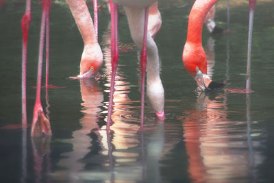 Close-up of swans swimming in lake