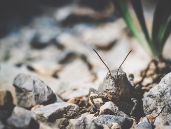 Close-up of insect on rock