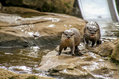 Monkeys in a water