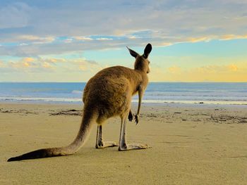 Sheep on beach