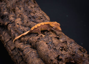Close-up of lizard on tree trunk