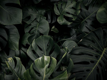 Group background of monstera leaves in dark tones.