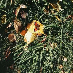 High angle view of butterfly on grass