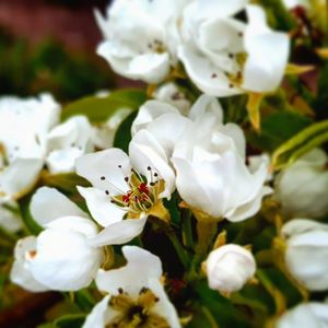 Close-up of honey bee on white flowering plant