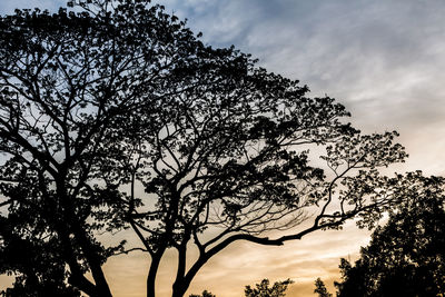 Low angle view of silhouette tree against sky