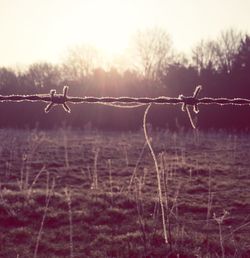 Close-up of barbed wire