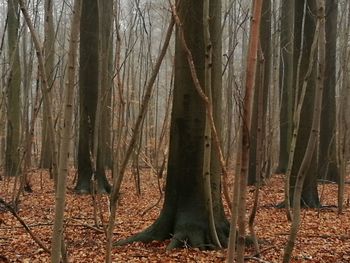 Close-up of tree trunk in forest