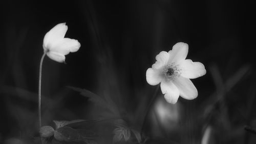 Close-up of white flowers blooming outdoors