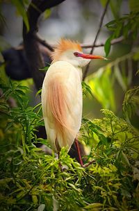 Close-up of bird perching on plant