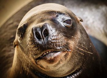 Close-up portrait of seal