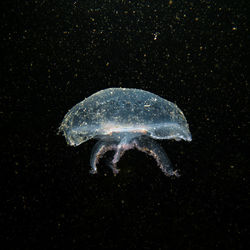 Jellyfish swimming in sea