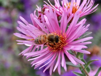 Close-up of bee pollinating on pink flower