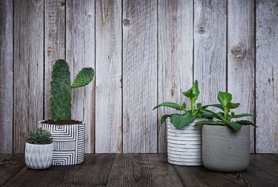 Potted plant on table