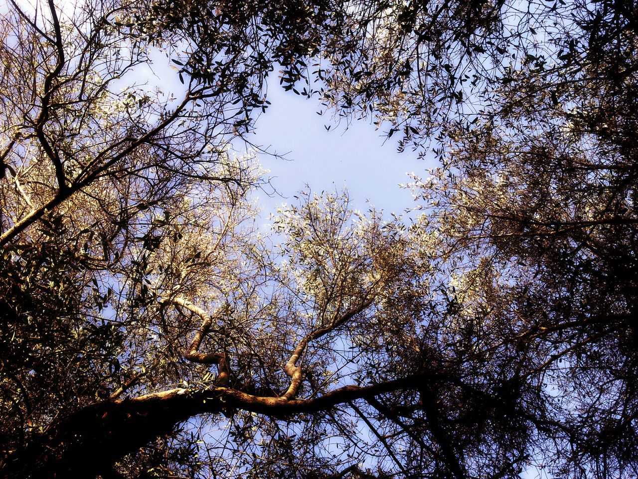 tree, low angle view, branch, growth, nature, tranquility, sky, beauty in nature, day, outdoors, no people, directly below, green color, forest, backgrounds, clear sky, tree trunk, scenics, sunlight, full frame