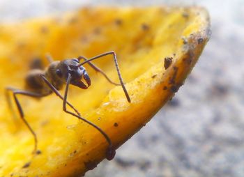 Close-up of insect