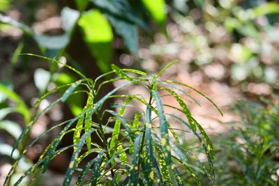 Close-up of fresh green plant
