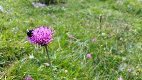 Close-up of thistle blooming on field