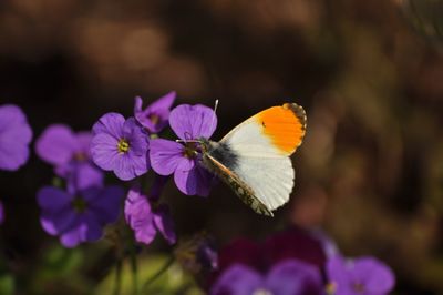 Close-up of butterfly on purple flower