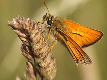 Close-up of insect on flower