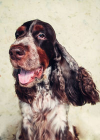 High angle view of cocker spaniel at home