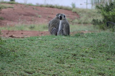 Lion sitting on field