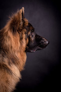 Portrait of the german shepherd long hair dog