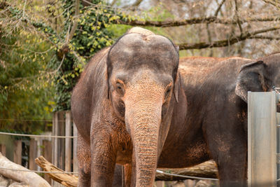 Elephant in a zoo