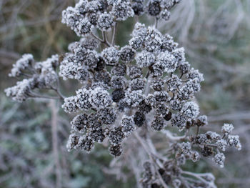 Close-up of snow on tree