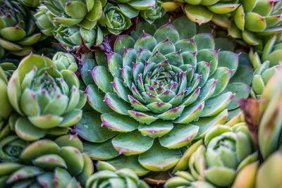 Full frame and close-up shot of succulent plant houseleek