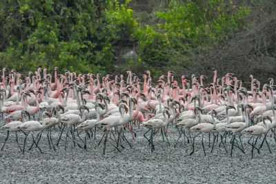 Flock of birds on land