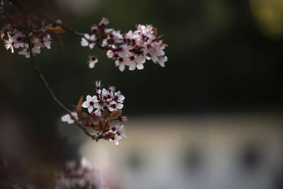 Close-up of cherry blossom