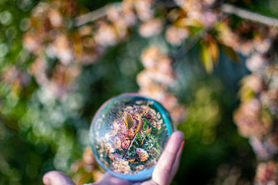 Close-up of hand holding plant