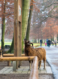 Sheep standing at park