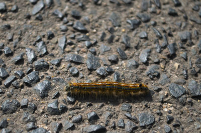 Close-up of insect on rock