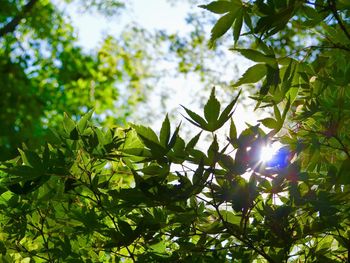 Low angle view of trees