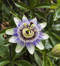 Close-up of purple flower in bloom