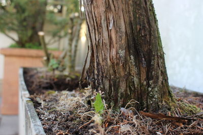 Close-up of tree trunk on field